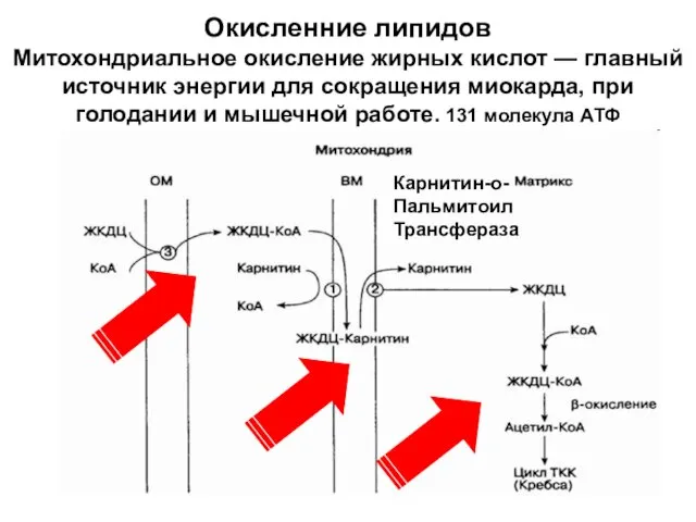 Окисленние липидов Митохондриальное окисление жирных кислот — главный источник энергии для