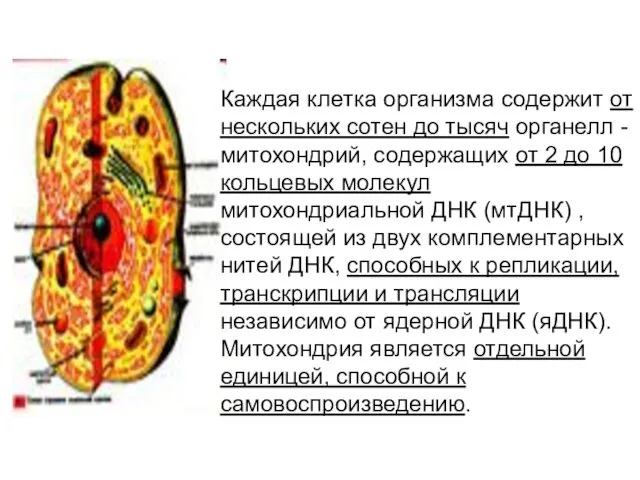 Каждая клетка организма содержит от нескольких сотен до тысяч органелл -