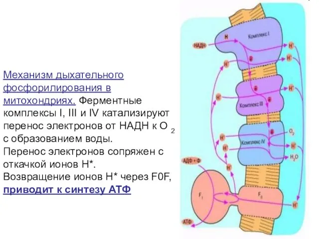 Механизм дыхательного фосфорилирования в митохондриях. Ферментные комплексы I, III и IV