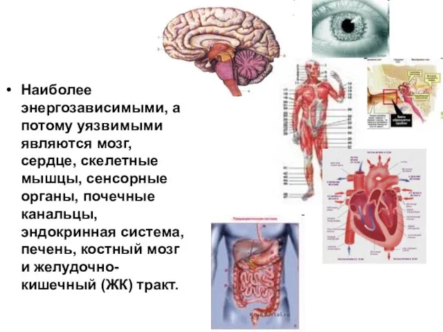 Наиболее энергозависимыми, а потому уязвимыми являются мозг, сердце, скелетные мышцы, сенсорные