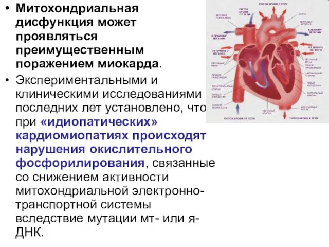 Митохондриальная дисфункция может проявляться преимущественным поражением миокарда. Экспериментальными и клиническими исследованиями