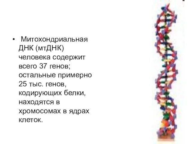 Митохондриальная ДНК (мтДНК) человека содержит всего 37 генов; остальные примерно 25