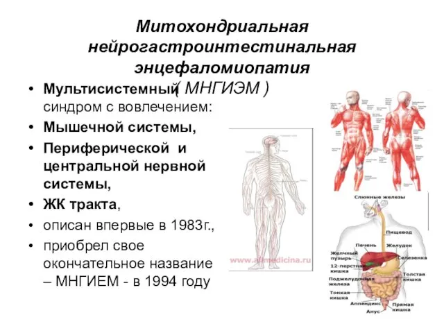 Митохондриальная нейрогастроинтестинальная энцефаломиопатия ( МНГИЭМ ) Мультисистемный синдром с вовлечением: Мышечной