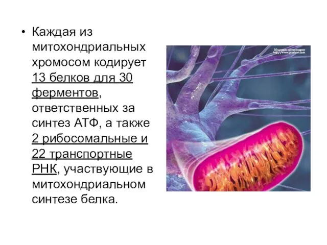 Каждая из митохондриальных хромосом кодирует 13 белков для 30 ферментов, ответственных