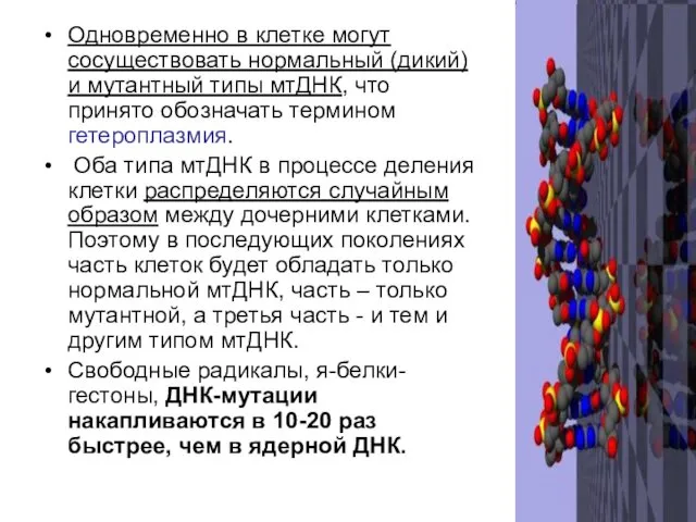 Одновременно в клетке могут сосуществовать нормальный (дикий) и мутантный типы мтДНК,