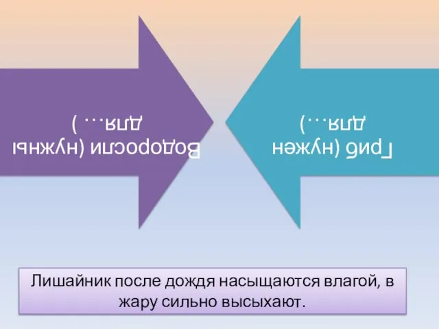 Лишайник после дождя насыщаются влагой, в жару сильно высыхают.