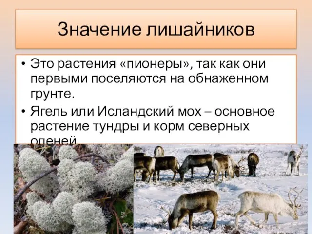 Значение лишайников Это растения «пионеры», так как они первыми поселяются на