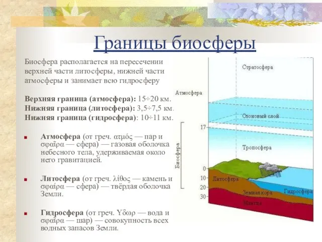 Границы биосферы Биосфера располагается на пересечении верхней части литосферы, нижней части