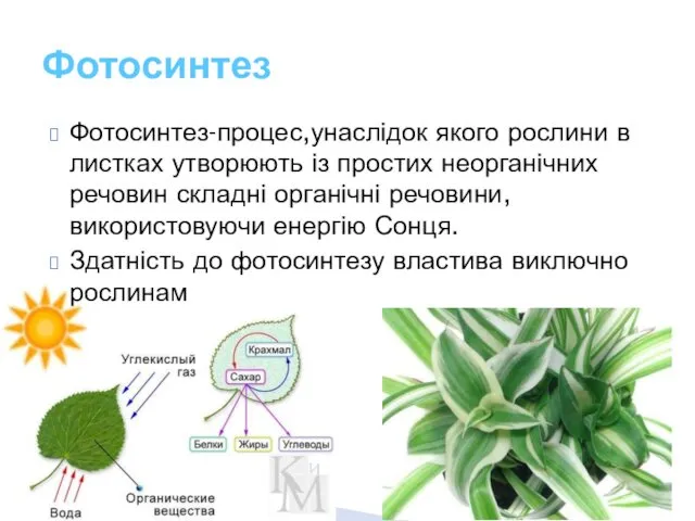 Фотосинтез-процес,унаслідок якого рослини в листках утворюють із простих неорганічних речовин складні