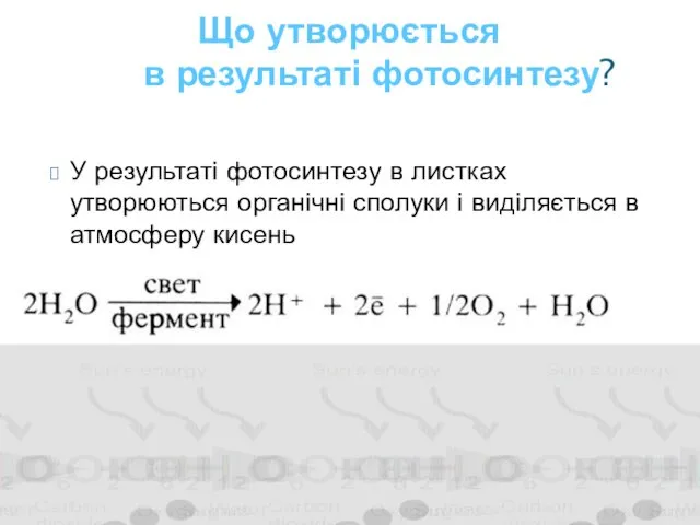 У результаті фотосинтезу в листках утворюються органічні сполуки і виділяється в