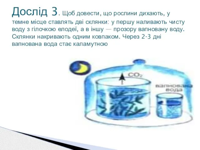 Дослід 3. Щоб довести, що рослини дихають, у темне місце ставлять