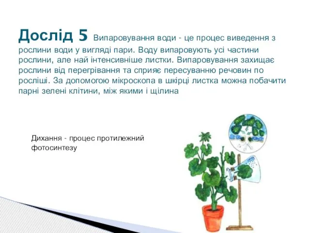 Дослід 5 Випаровування води - це процес виведення з рослини води