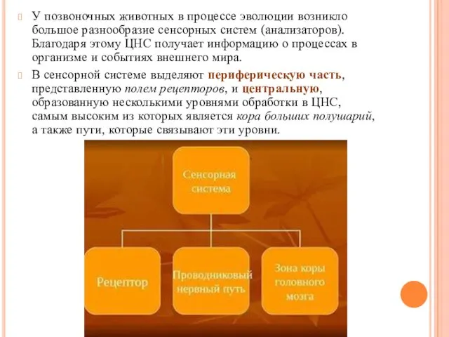 У позвоночных животных в процессе эволюции возникло большое разнообразие сенсорных систем