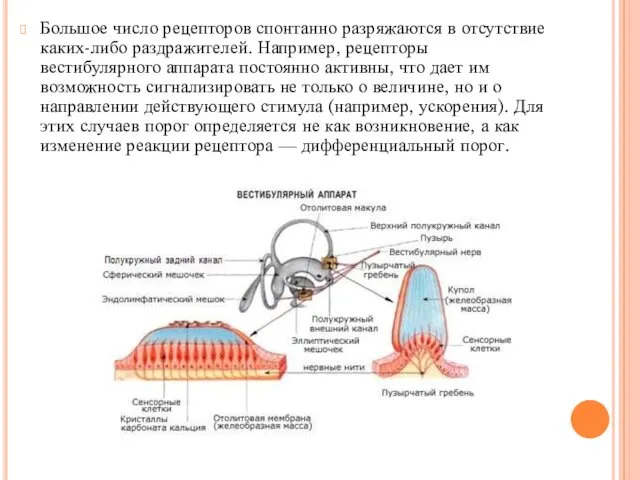 Большое число рецепторов спонтанно разряжаются в отсутствие каких-либо раздражителей. Например, рецепторы