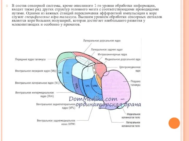 В состав сенсорной системы, кроме описанного 1-го уровня обработки информации, входит