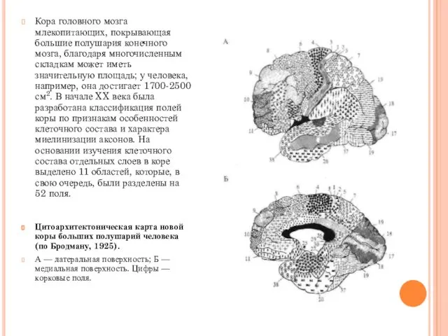 Кора головного мозга млекопитающих, покрывающая большие полушария конечного мозга, благодаря многочисленным