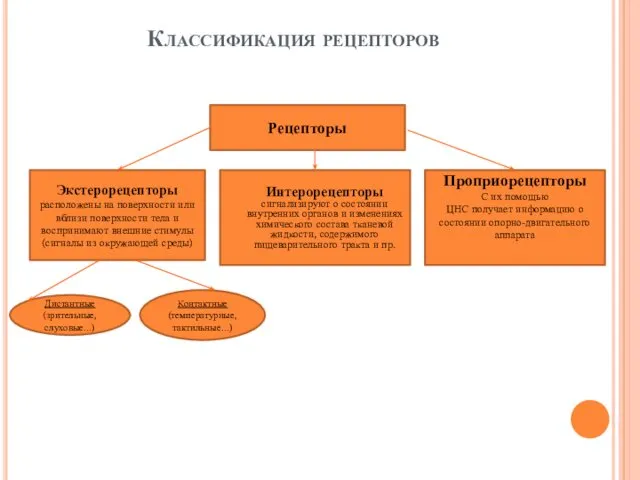 Классификация рецепторов Рецепторы Экстерорецепторы расположены на поверхности или вблизи поверхности тела