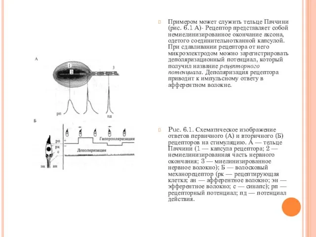 Примером может служить тельце Паччини (рис. 6.1 А)- Рецептор представляет собой