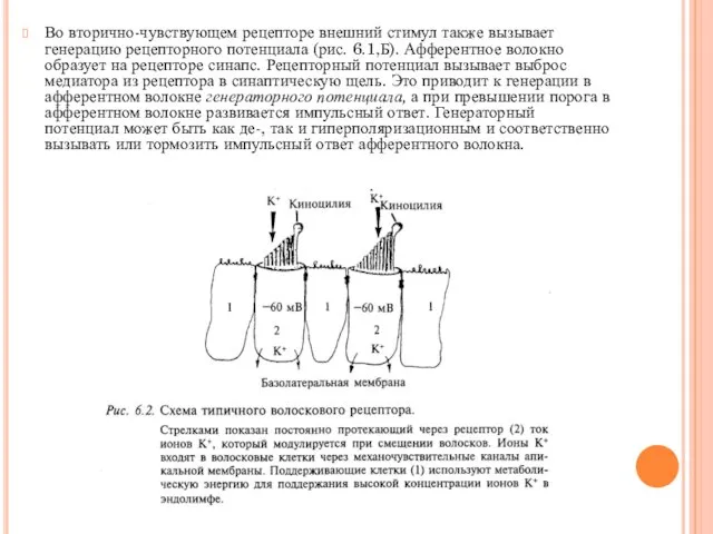 Во вторично-чувствующем рецепторе внешний стимул также вызывает генерацию рецепторного потенциала (рис.