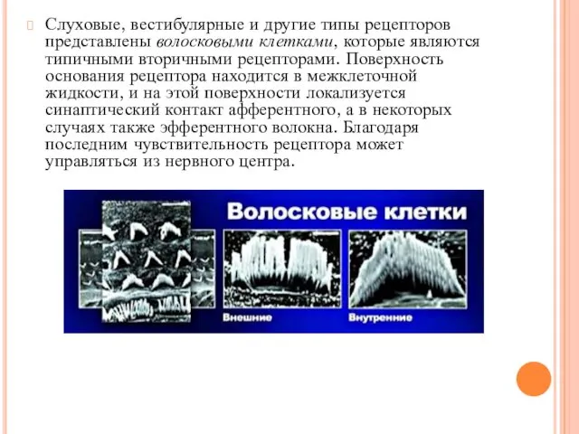 Слуховые, вестибулярные и другие типы рецепторов представлены волосковыми клетками, которые являются