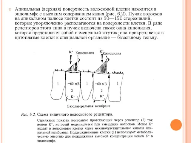 Апикальная (верхняя) поверхность волосковой клетки находится в эндолимфе с высоким содержанием