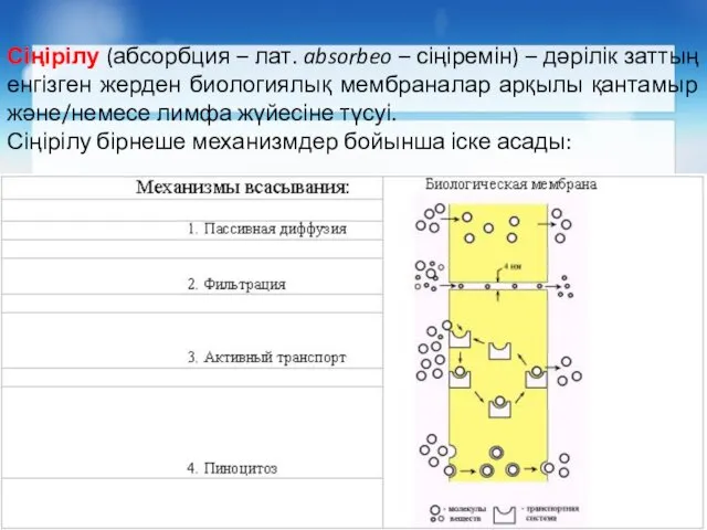 Сіңірілу (абсорбция – лат. absorbeo – сіңіремін) – дәрілік заттың енгізген