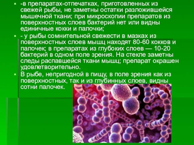 -в препаратах-отпечатках, приготовленных из свежей рыбы, не заметны остатки разложившейся мышечной