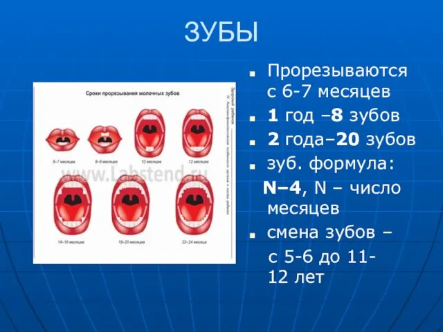 ЗУБЫ Прорезываются с 6-7 месяцев 1 год –8 зубов 2 года–20