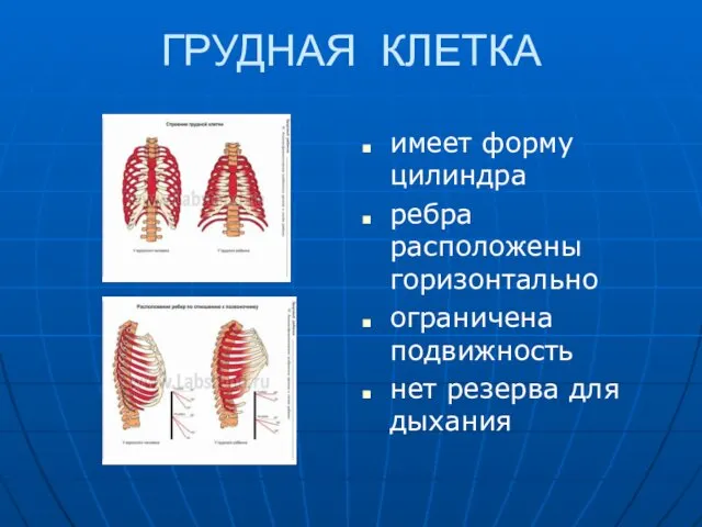 ГРУДНАЯ КЛЕТКА имеет форму цилиндра ребра расположены горизонтально ограничена подвижность нет резерва для дыхания