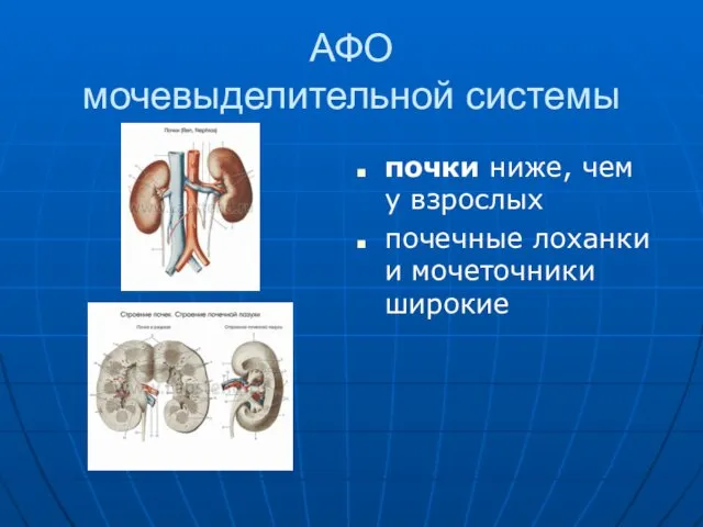 АФО мочевыделительной системы почки ниже, чем у взрослых почечные лоханки и мочеточники широкие