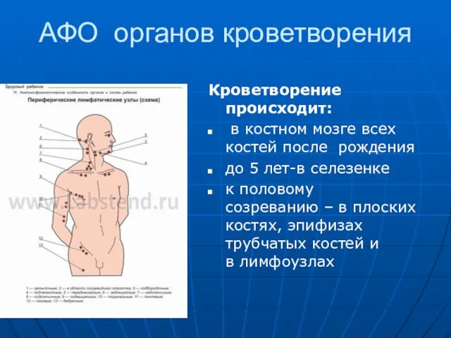 АФО органов кроветворения Кроветворение происходит: в костном мозге всех костей после