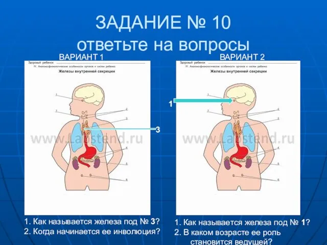 ЗАДАНИЕ № 10 ответьте на вопросы ВАРИАНТ 1 ВАРИАНТ 2 1.