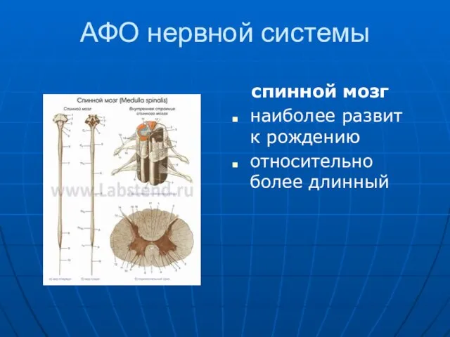 АФО нервной системы спинной мозг наиболее развит к рождению относительно более длинный