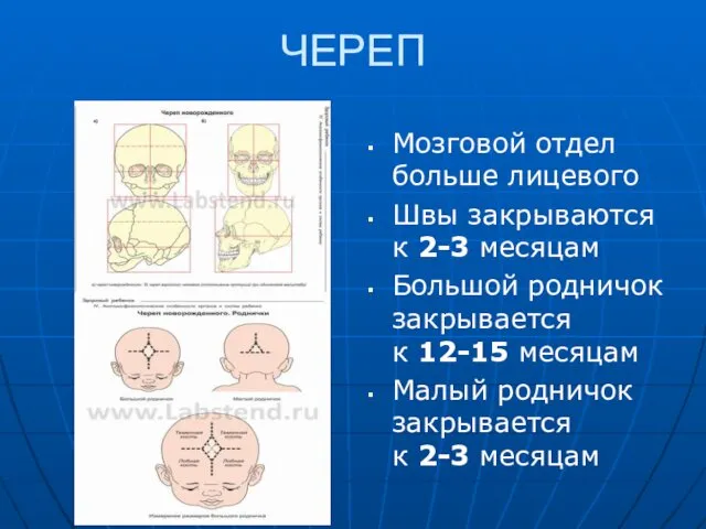 ЧЕРЕП Мозговой отдел больше лицевого Швы закрываются к 2-3 месяцам Большой