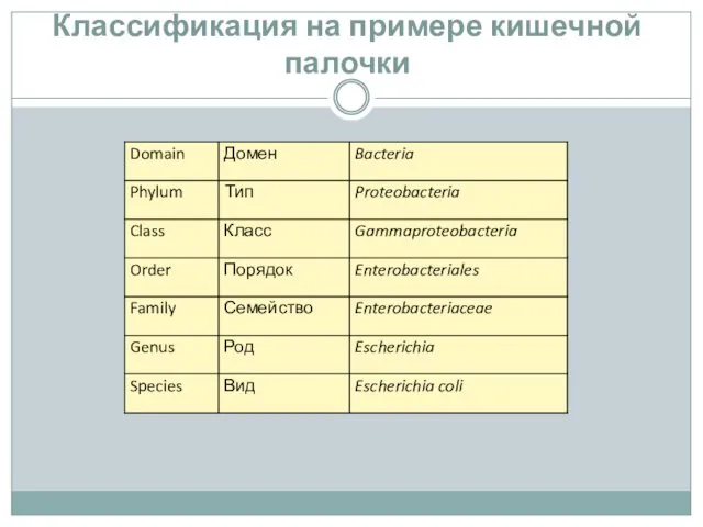 Классификация на примере кишечной палочки