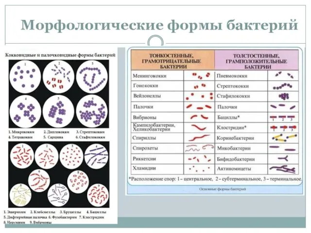 Морфологические формы бактерий