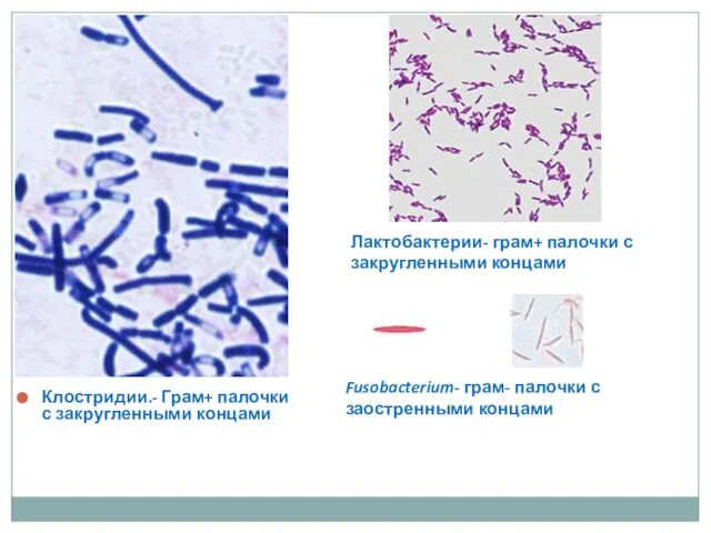 Клостридии.- Грам+ палочки с закругленными концами Лактобактерии- грам+ палочки с закругленными