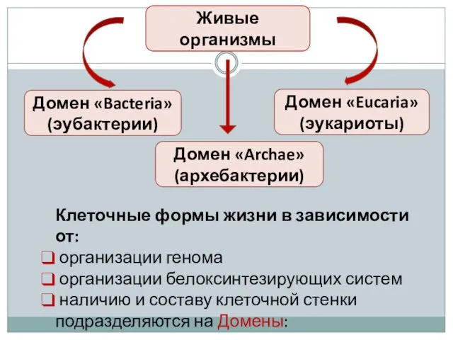 Клеточные формы жизни в зависимости от: организации генома организации белоксинтезирующих систем