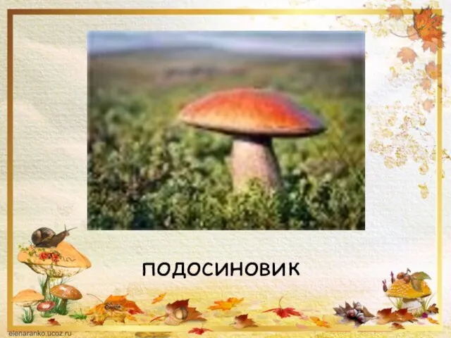 подосиновик