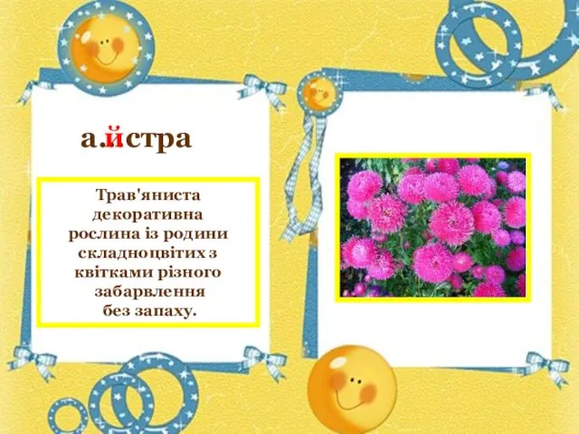 а…стра а…стра й Трав'яниста декоративна рослина із родини складноцвітих з квітками різного забарвлення без запаху.