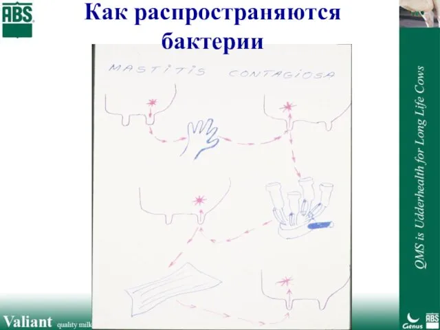 Как распространяются бактерии