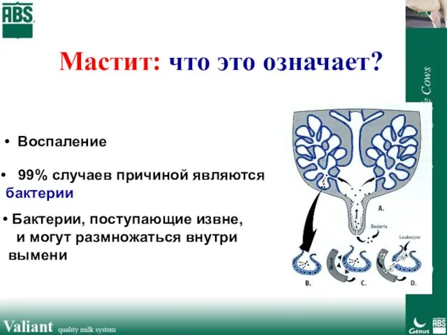 Мастит: что это означает? Воспаление Бактерии, поступающие извне, и могут размножаться