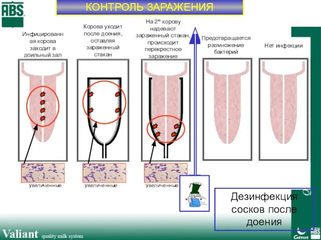 КОНТРОЛЬ ЗАРАЖЕНИЯ увеличенные Magnified Magnified Инфицированная корова заходит в доильный зал