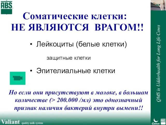 Соматические клетки: НЕ ЯВЛЯЮТСЯ ВРАГОМ!! Лейкоциты (белые клетки) защитные клетки Эпителиальные