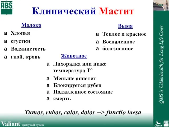 Клинический Мастит Молоко Хлопья сгустки Водянистость гной, кровь Вымя Теплое и