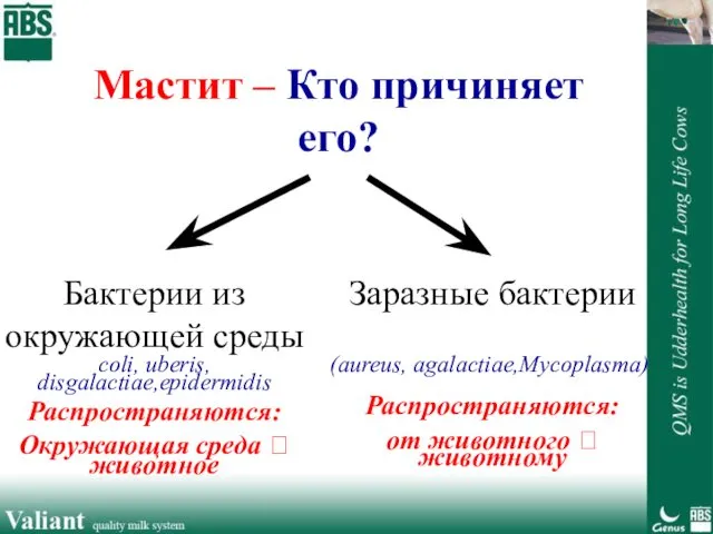 Мастит – Кто причиняет его? Бактерии из окружающей среды coli, uberis,