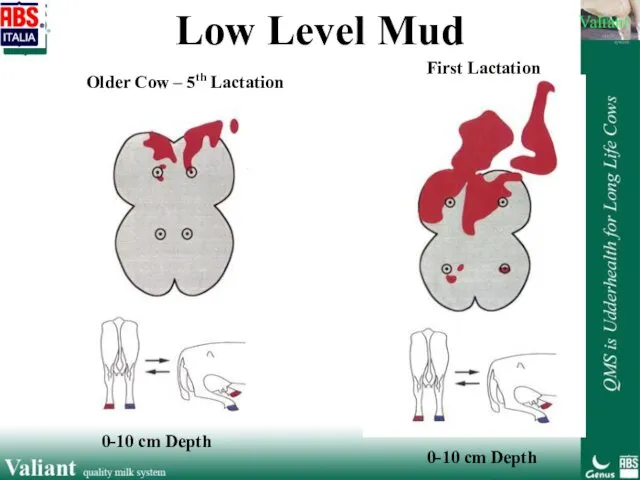 Low Level Mud Older Cow – 5th Lactation 0-10 cm Depth