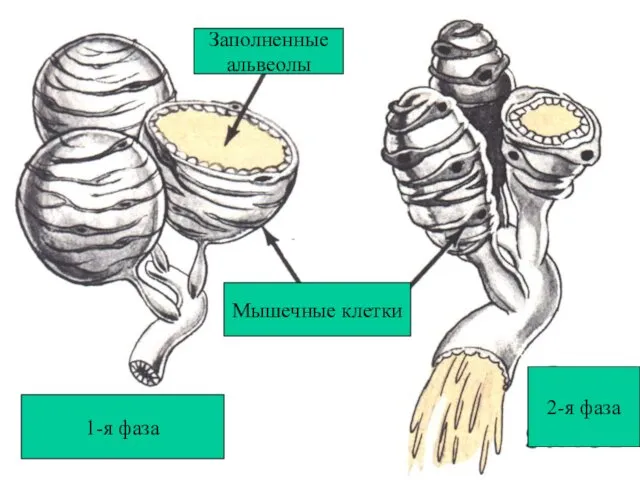 Myoepithelial cells squeeze milk out of alveoli into the ducts Заполненные