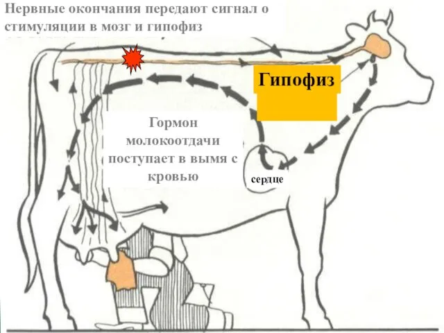 Нервные окончания передают сигнал о стимуляции в мозг и гипофиз Гормон