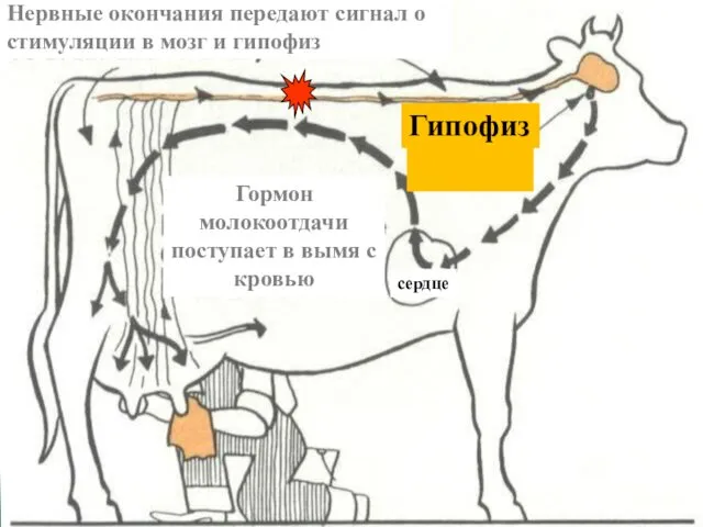 Нервные окончания передают сигнал о стимуляции в мозг и гипофиз Гормон